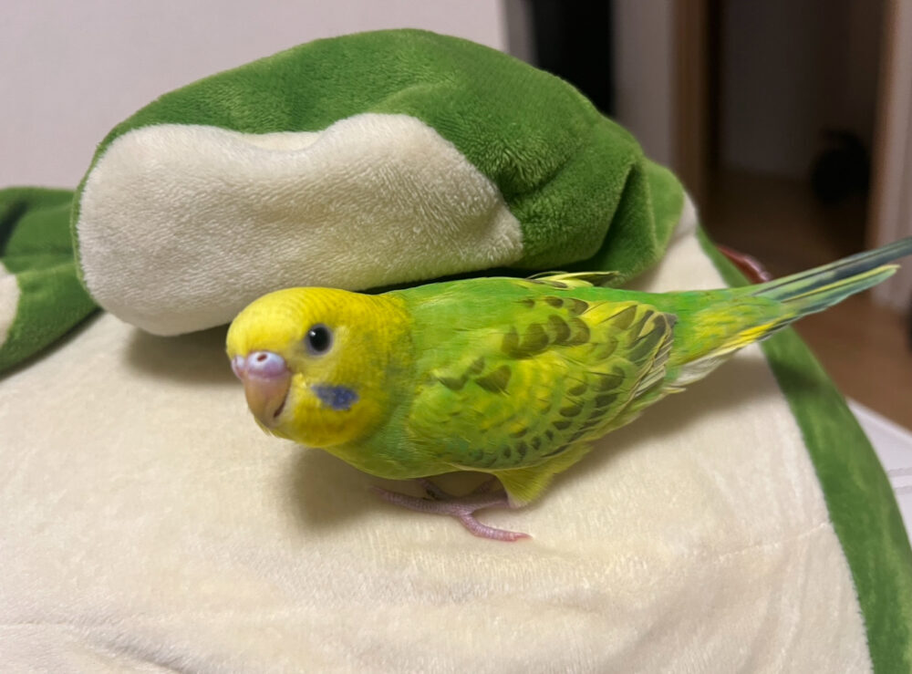 こさか