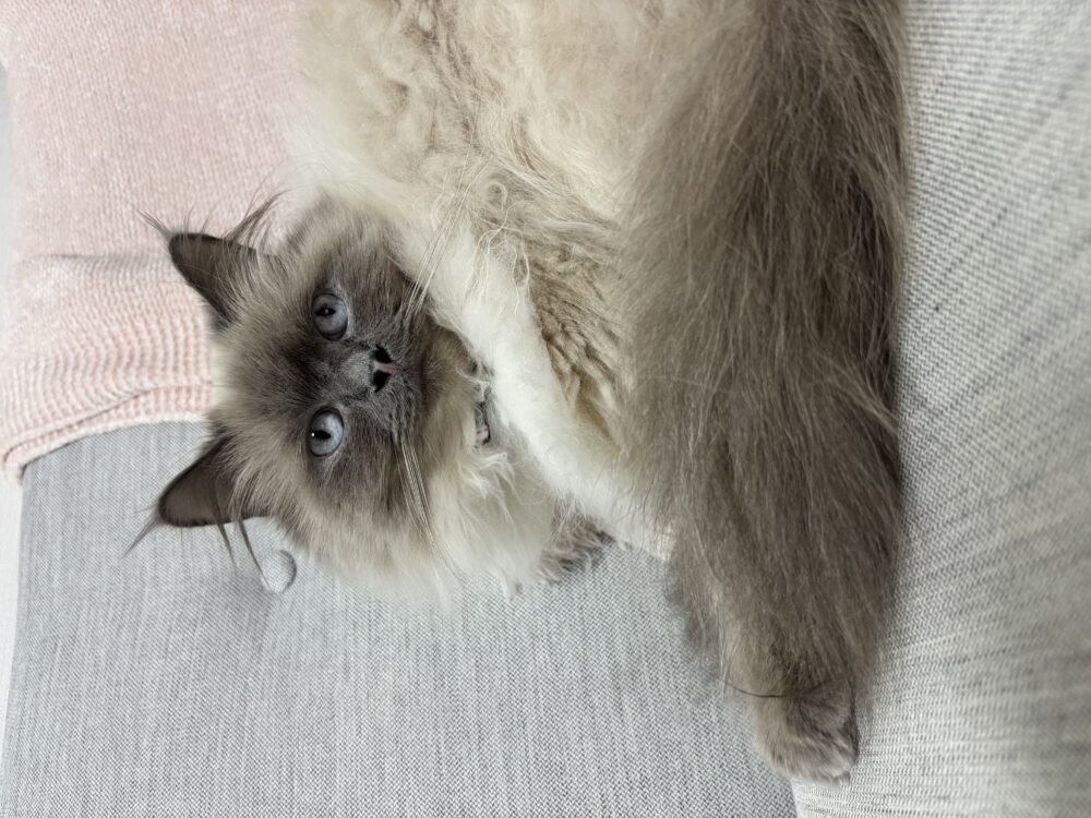 メイ