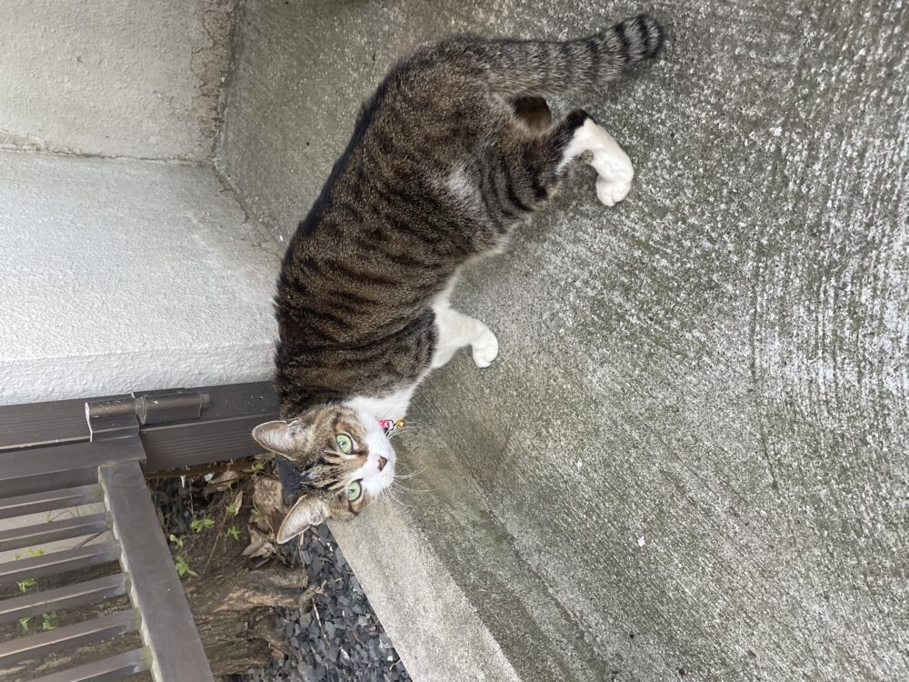 なな