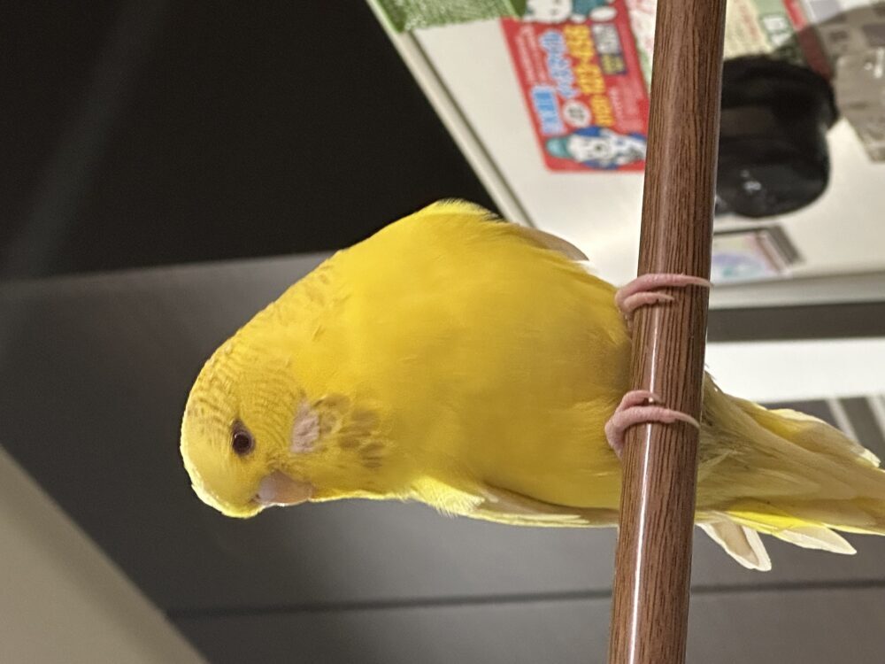 えみさん
