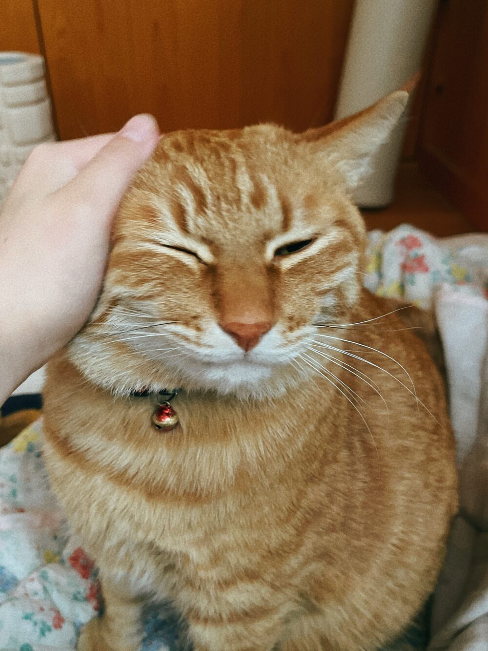 チャチャ