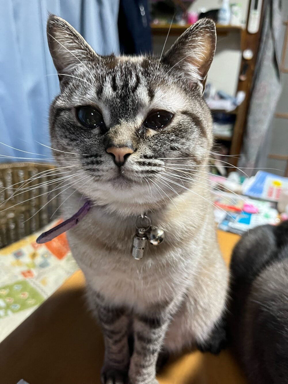 ももか