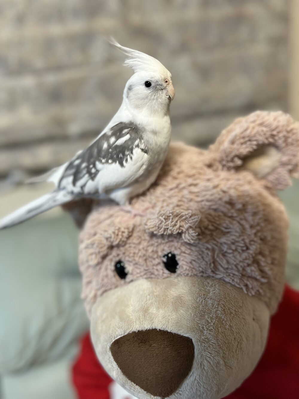 みー