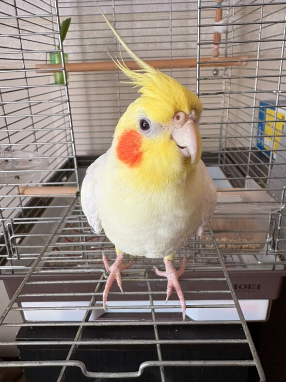 A.K.