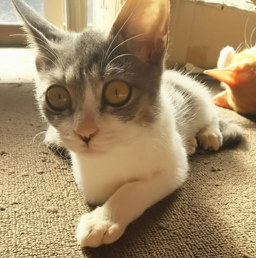 coco