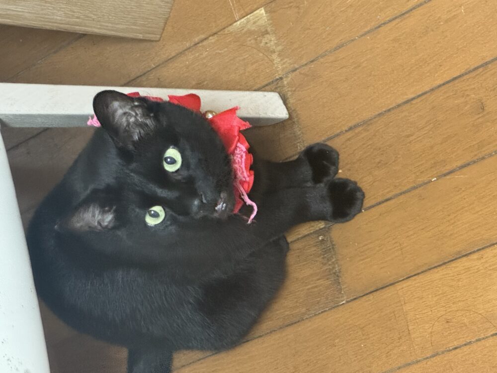 みっちぇる666