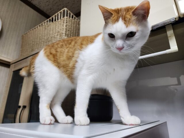 猫たちが子供