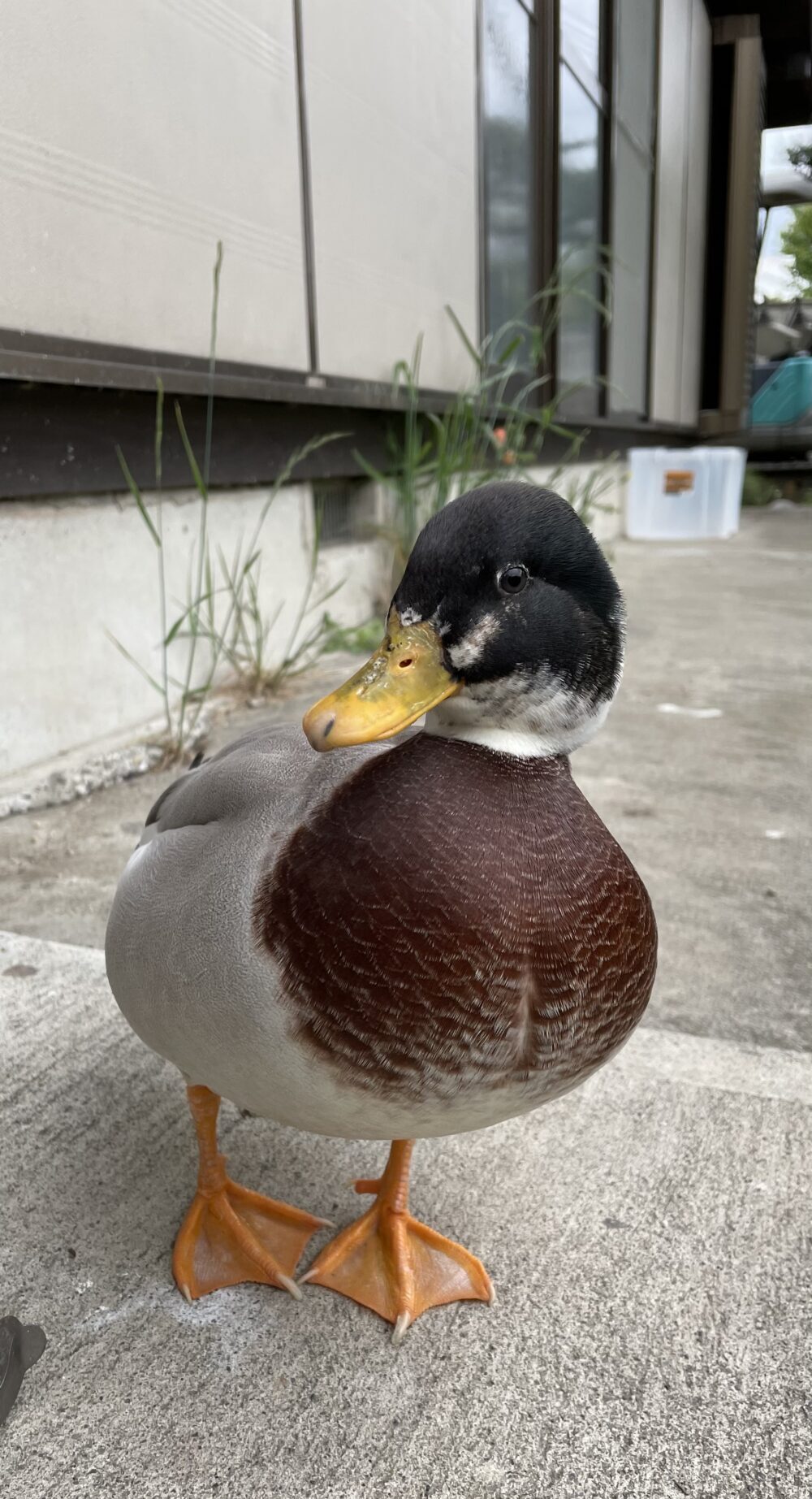 みー
