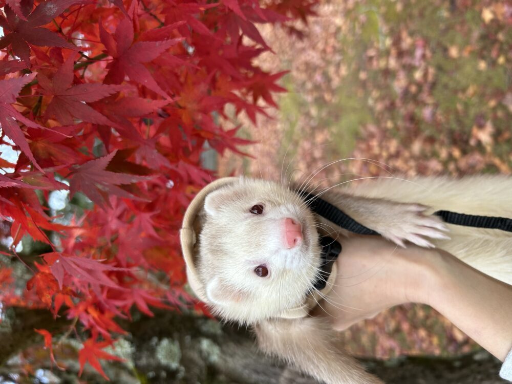 チップ