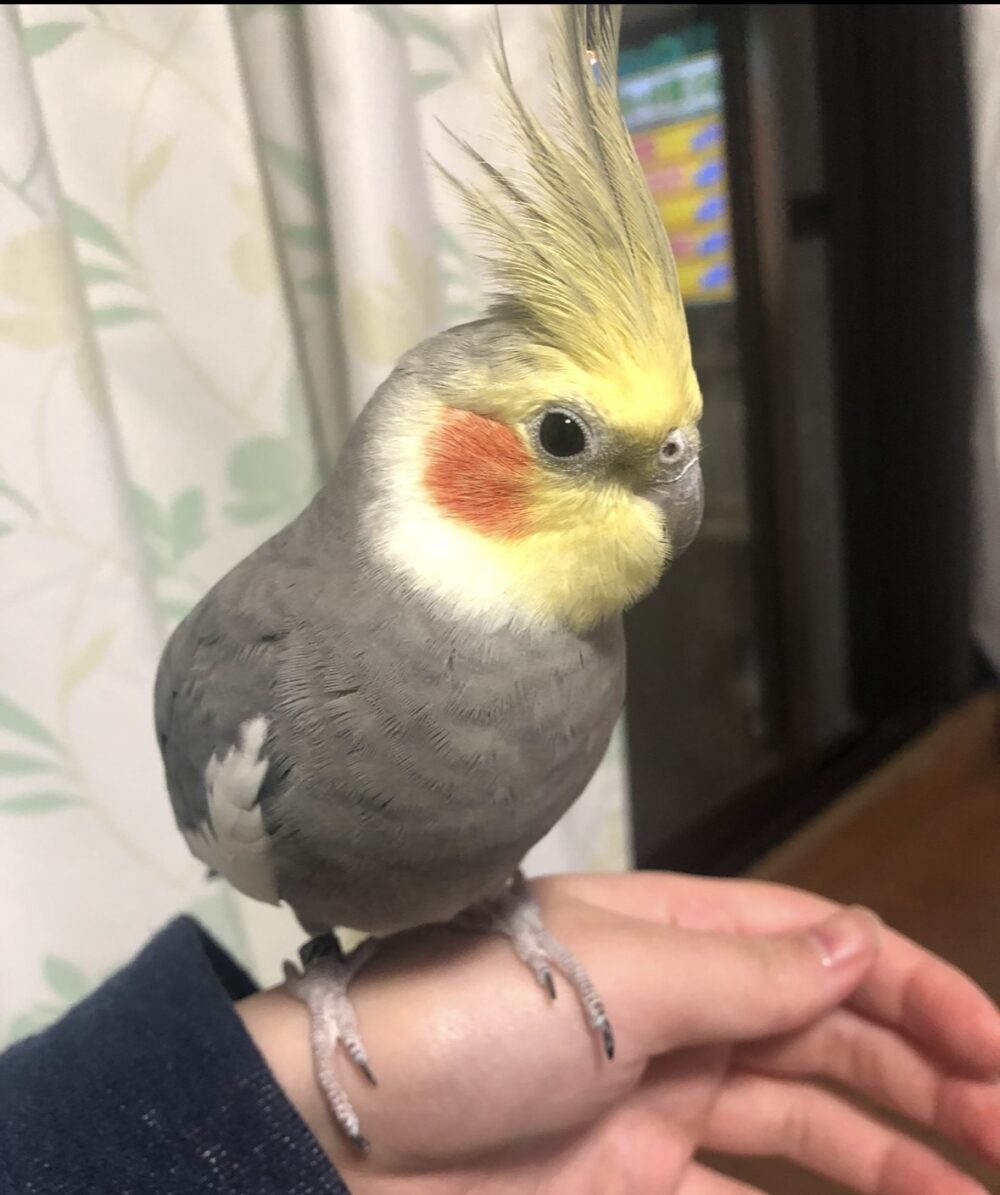 ざらめ