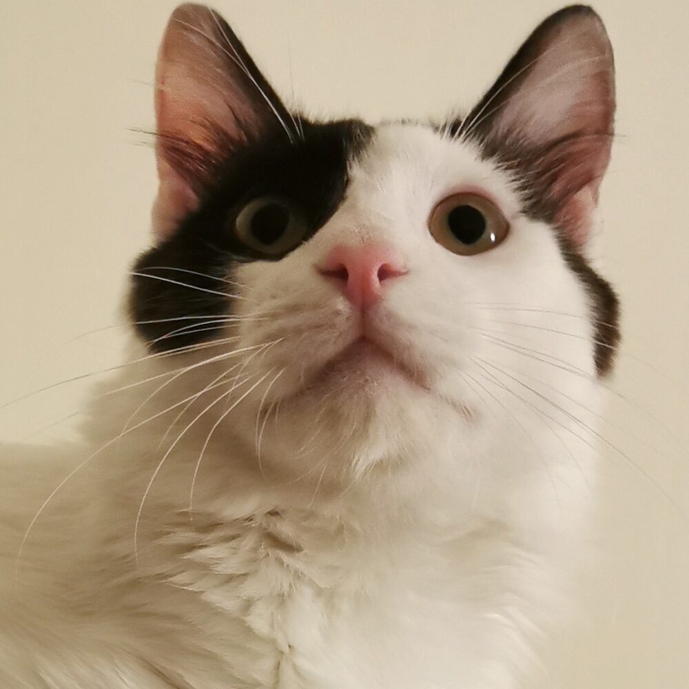 シシャ