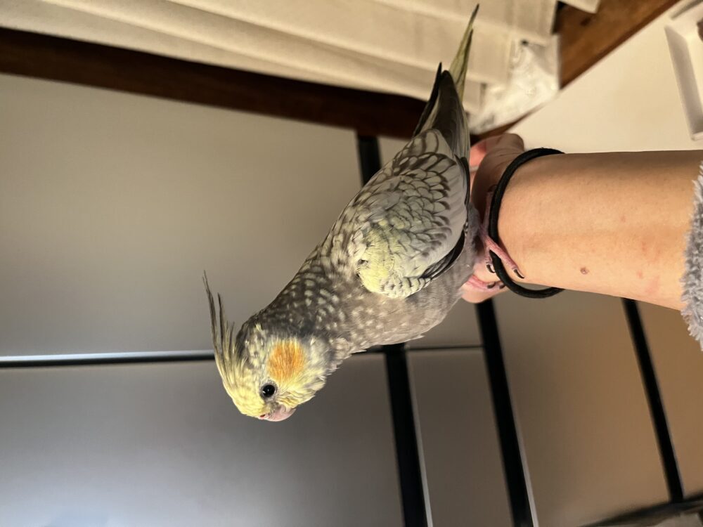 もも