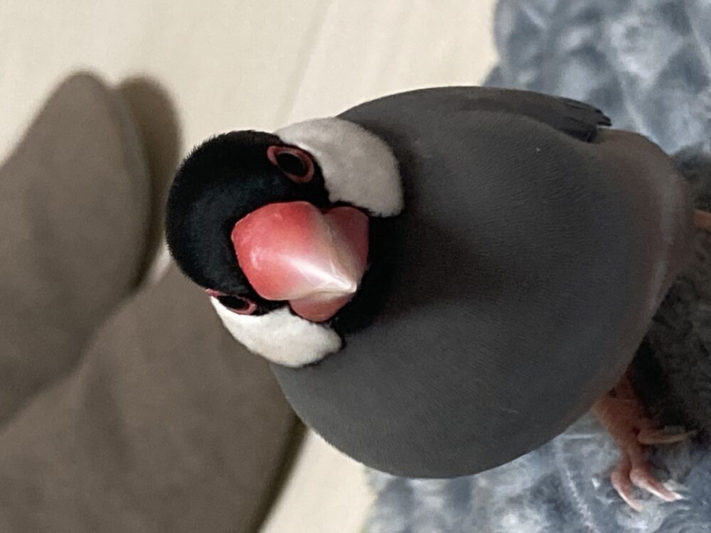てけまる