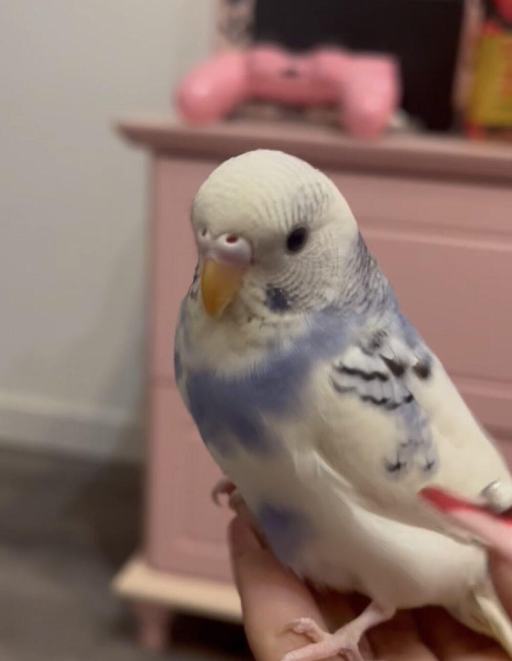 せり