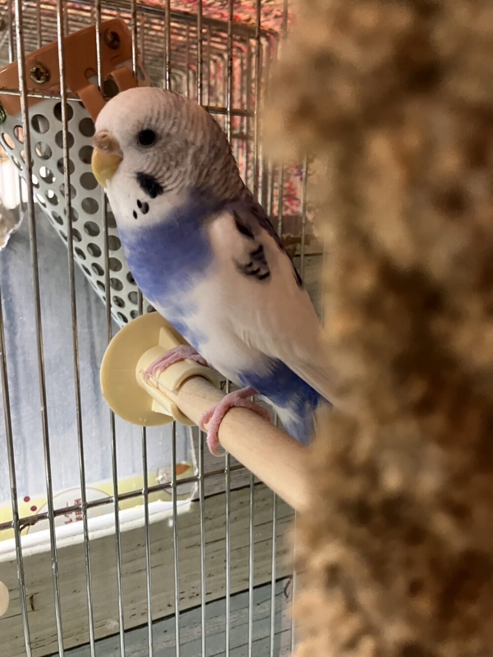 インコのパパ