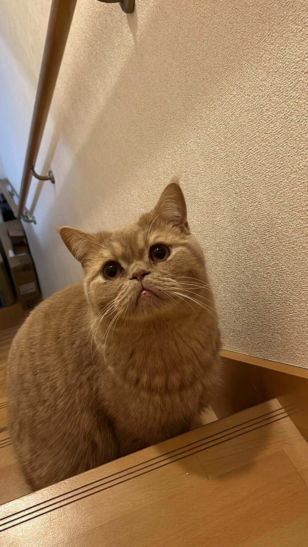 せん