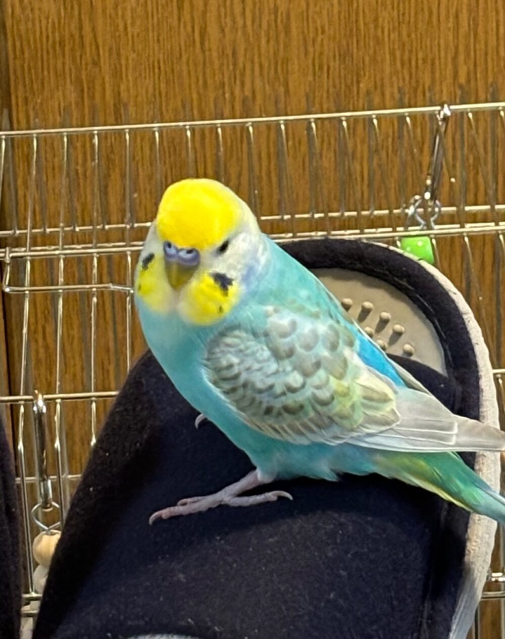 ゆき