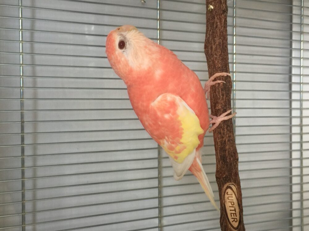 サトウミドリ