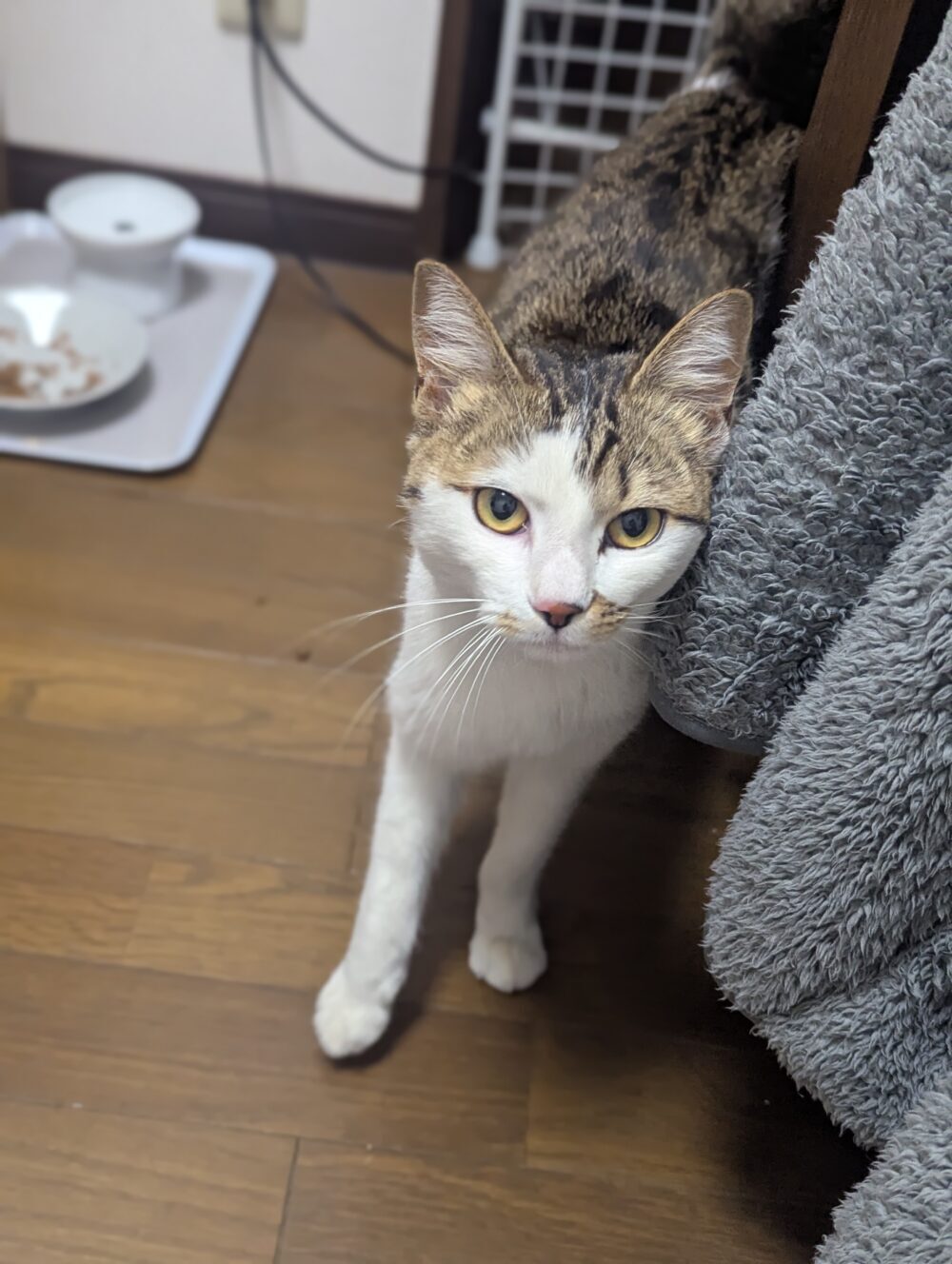 ねこまま