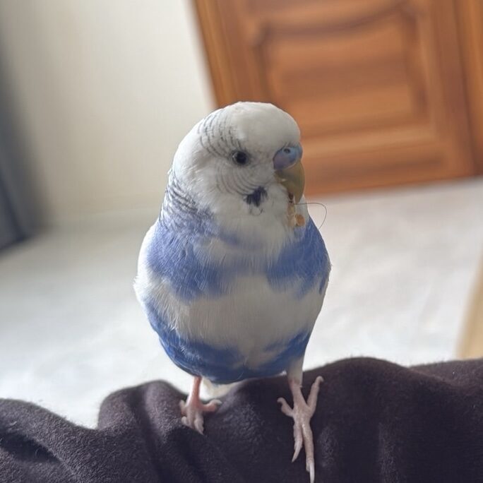 探しています