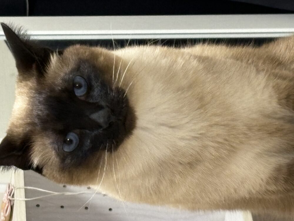 あいう