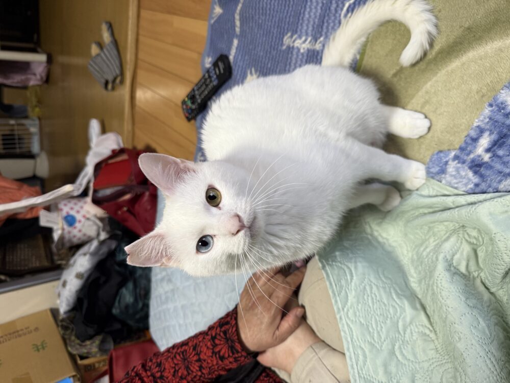 きう