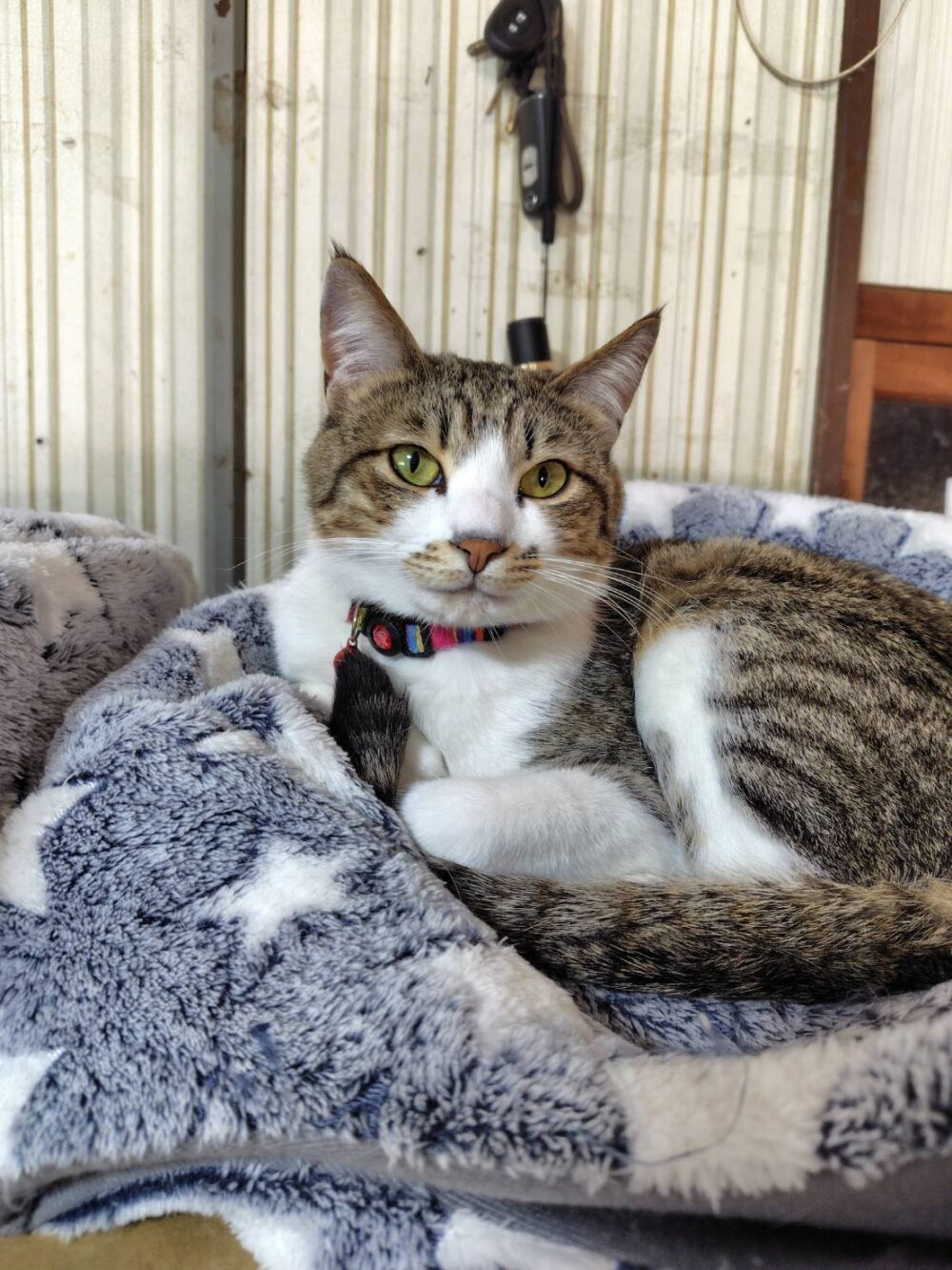 藤井