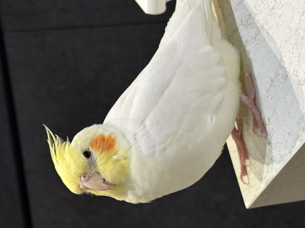 きなこ
