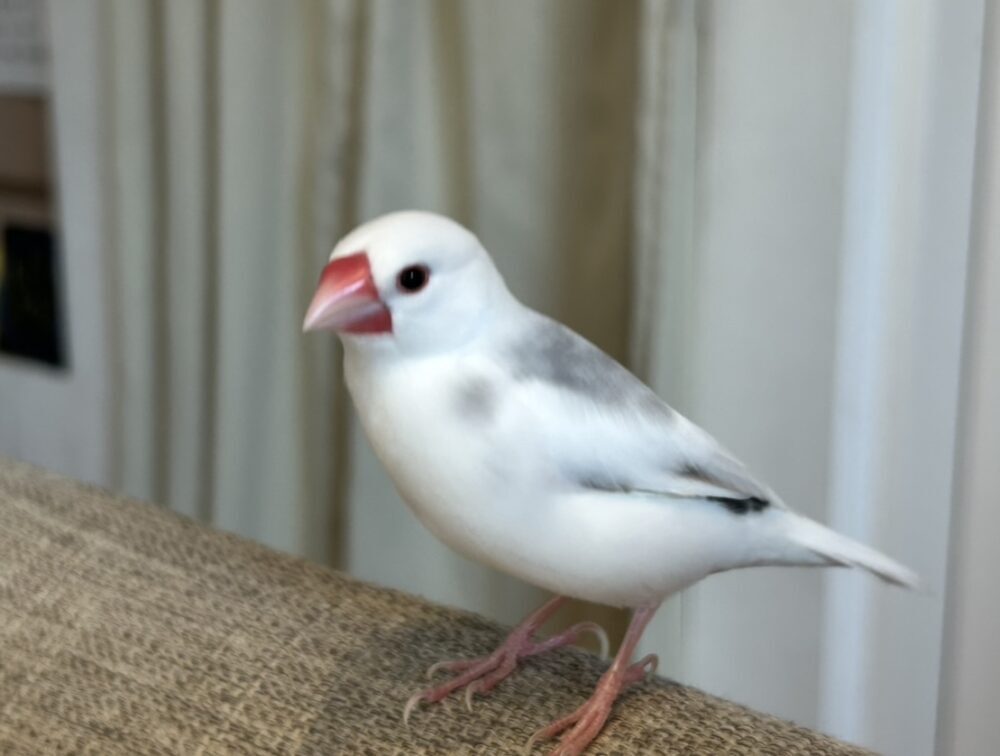 あこまる