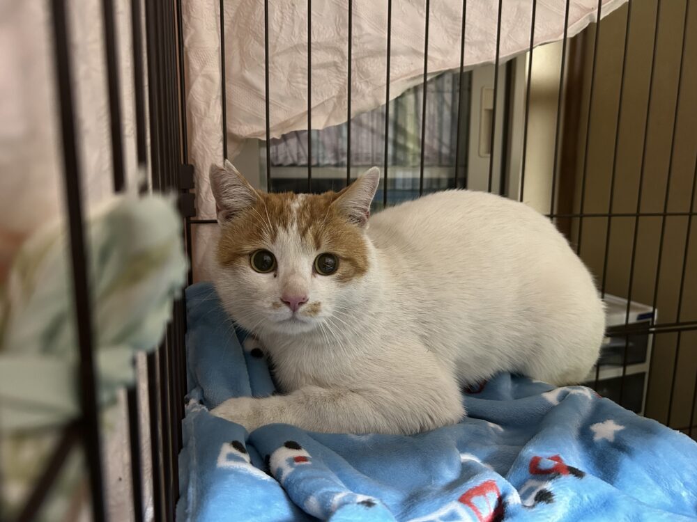 おかん