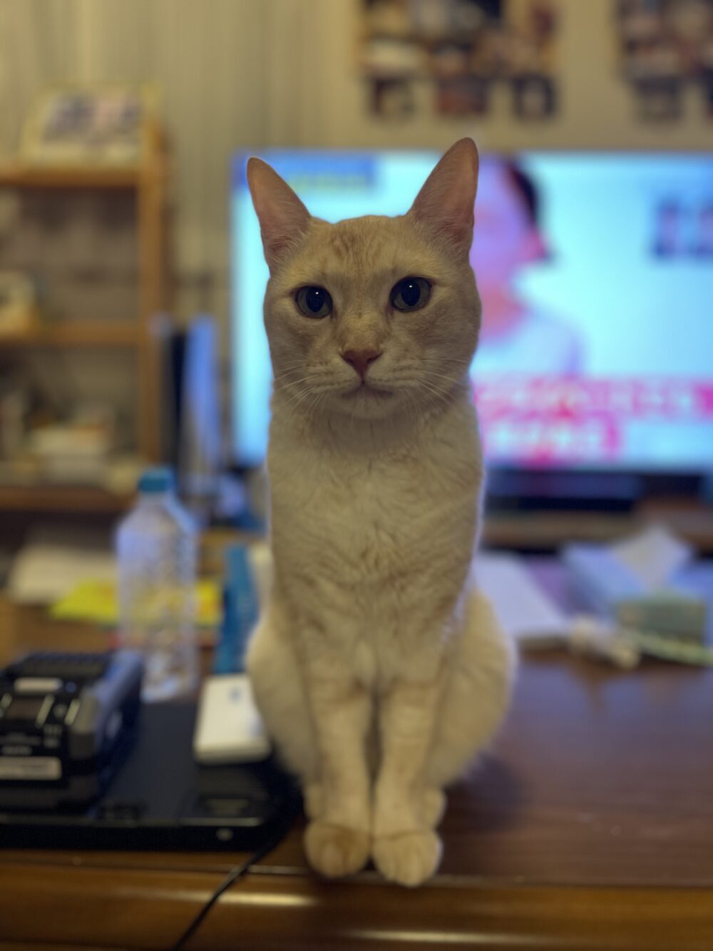 みそ