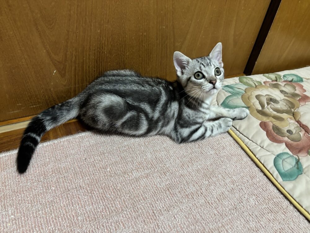 ちゃお