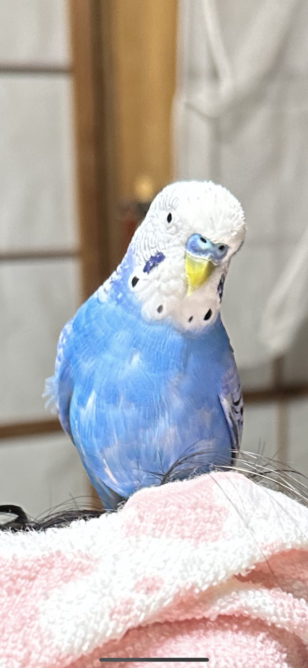 ゆか