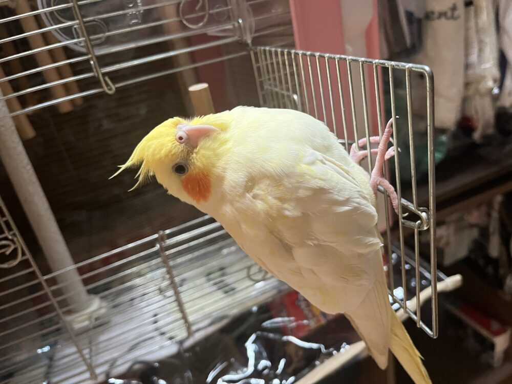 ともやん
