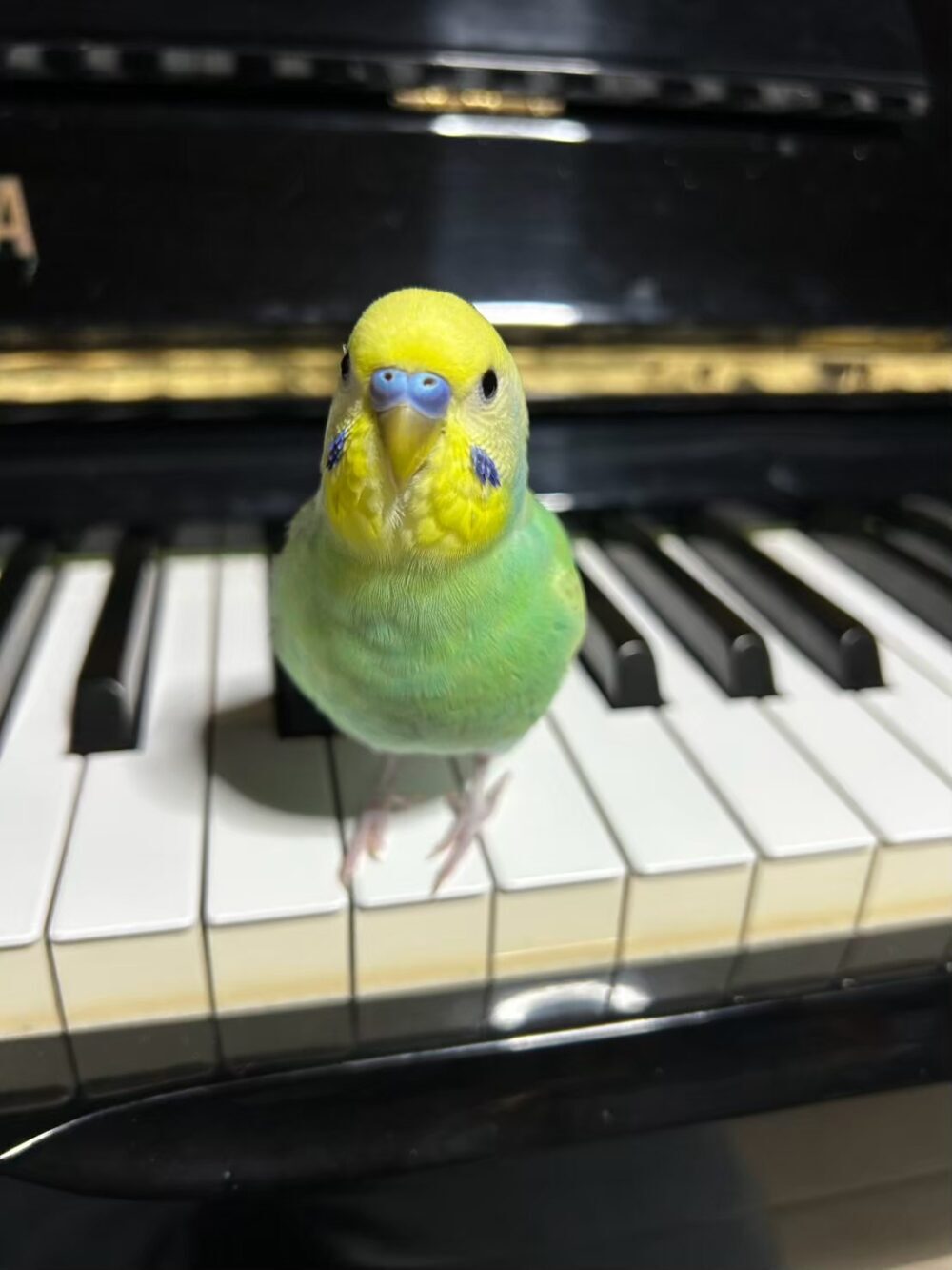 そらにん
