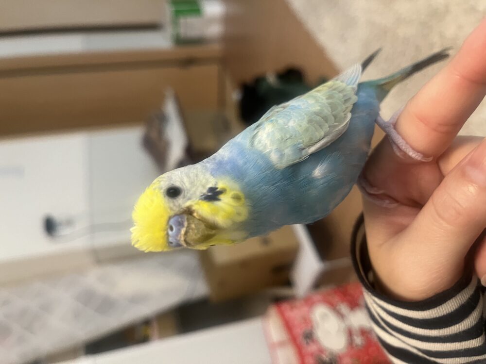 むぎ