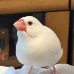 ちー