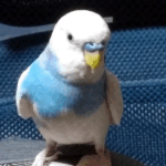 なぎは