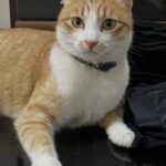 おもち