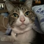 ならふきこ