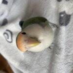 さくら
