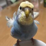 ころじょ
