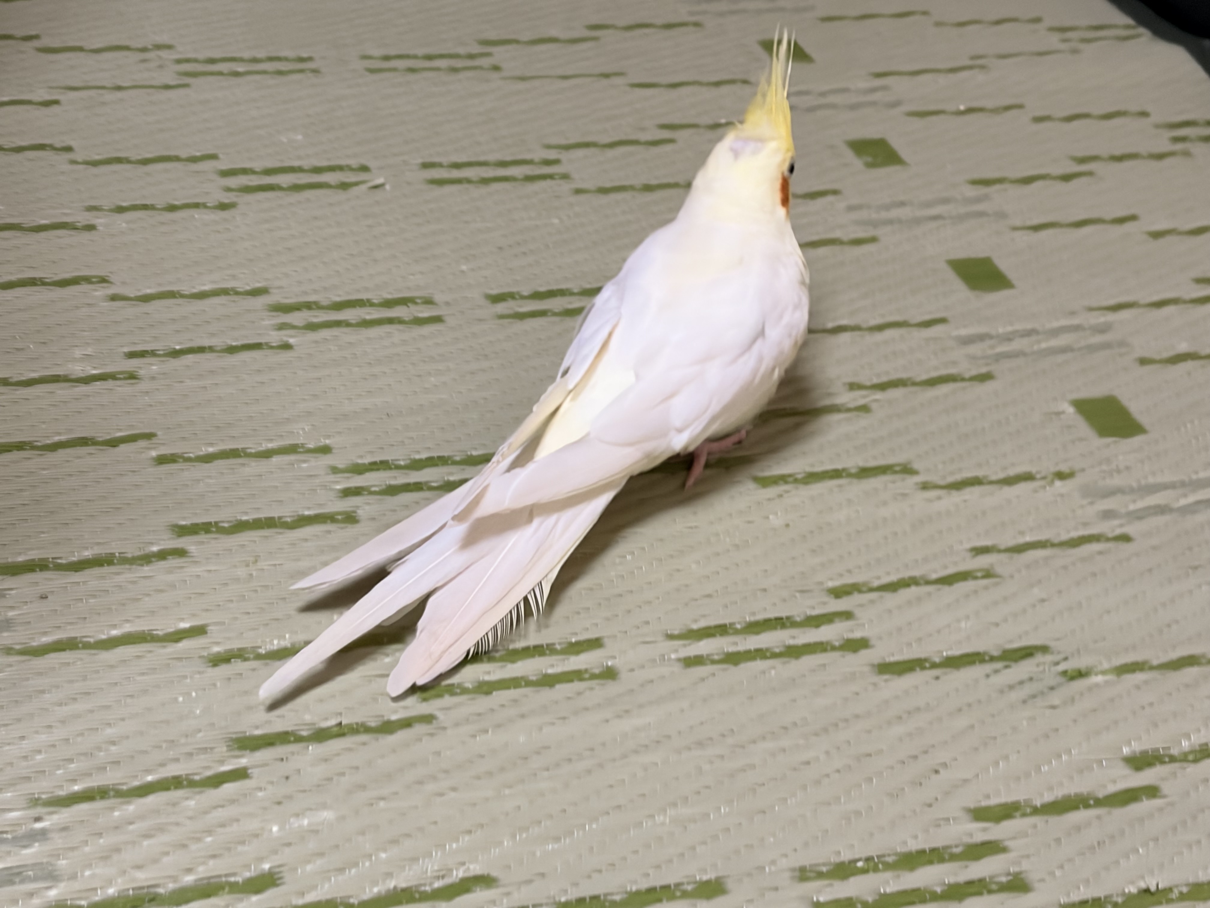 1793261190-IMG_1646.jpeg