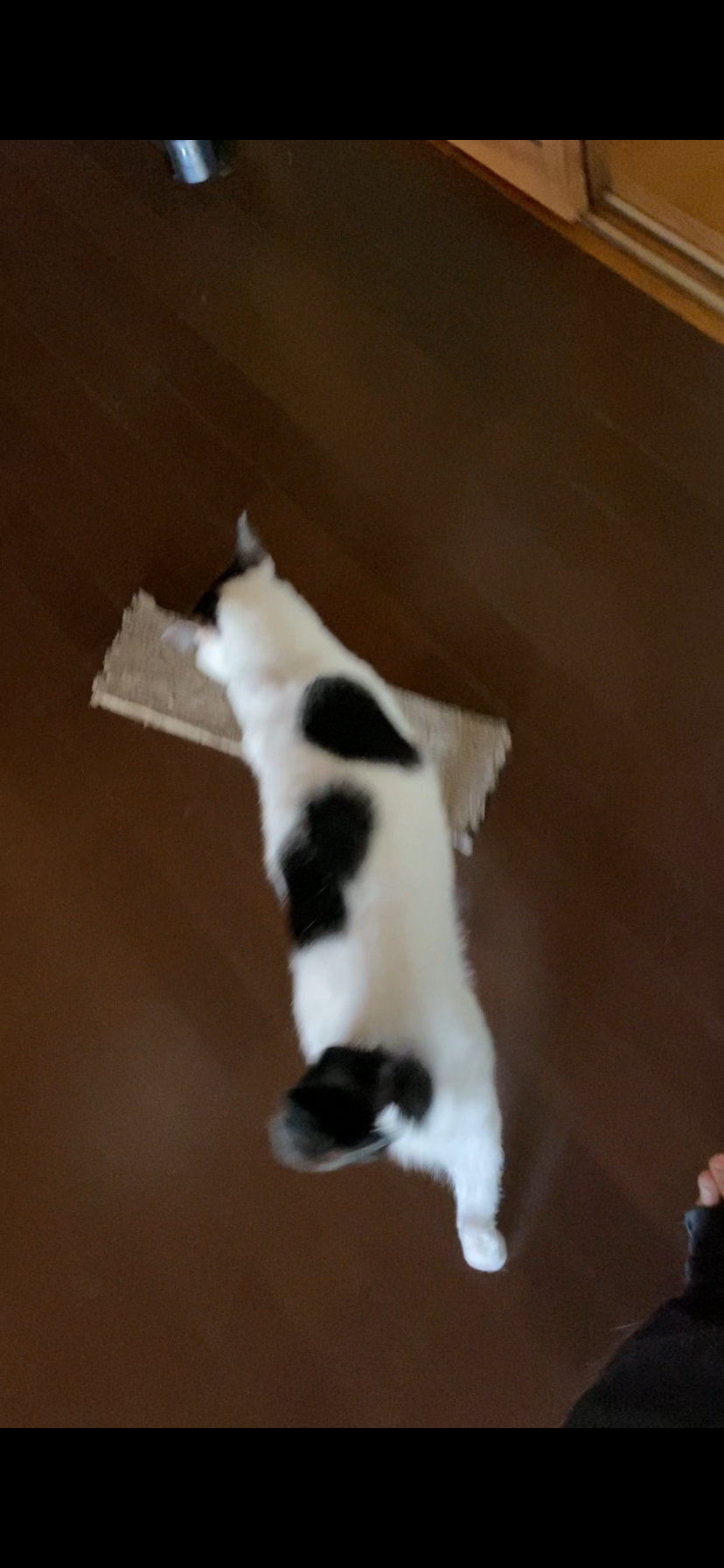1778639988-IMG_3141.png