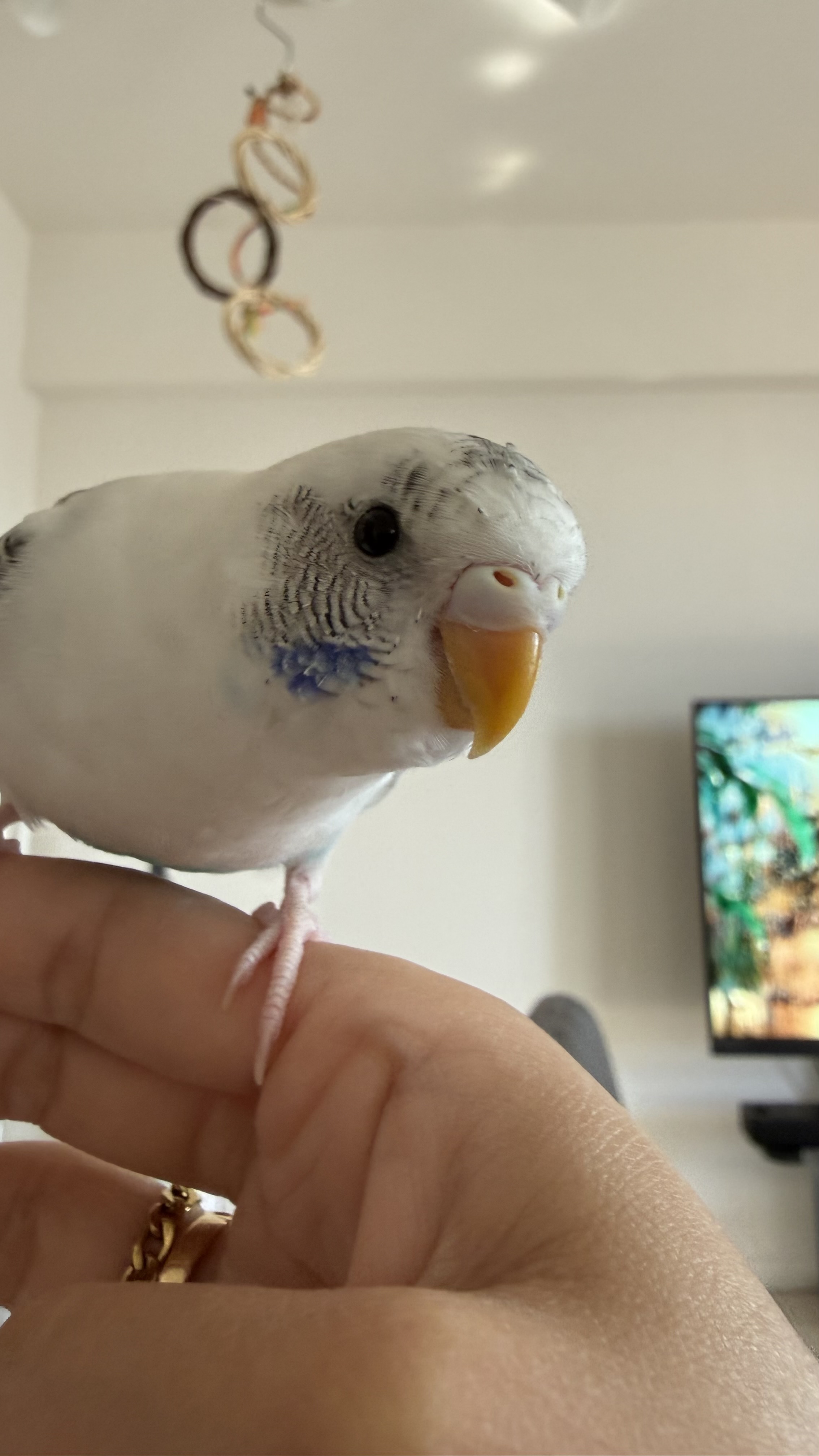 1779859278-IMG_8457.jpeg