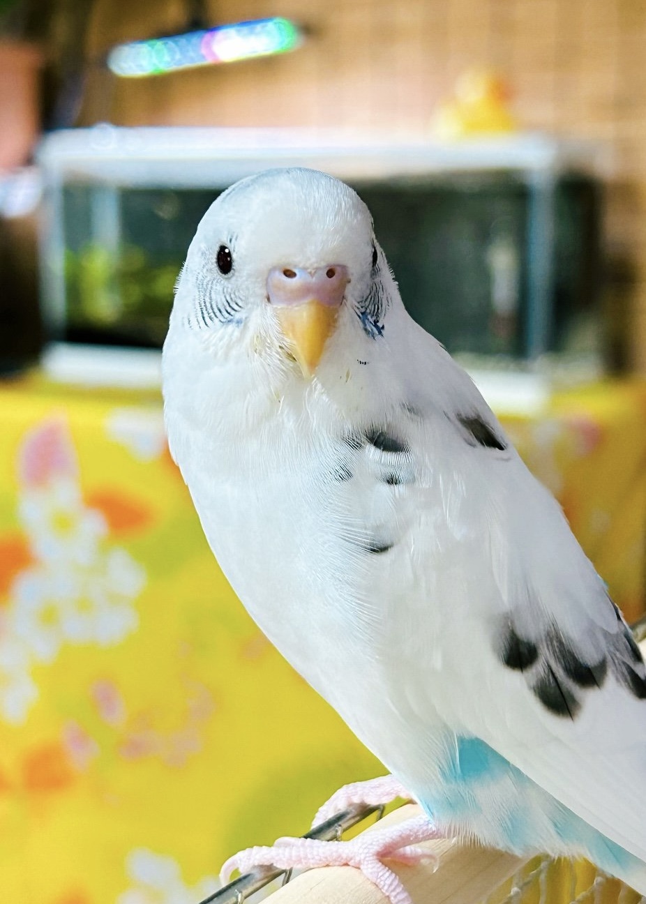 1779956515-p.jpg