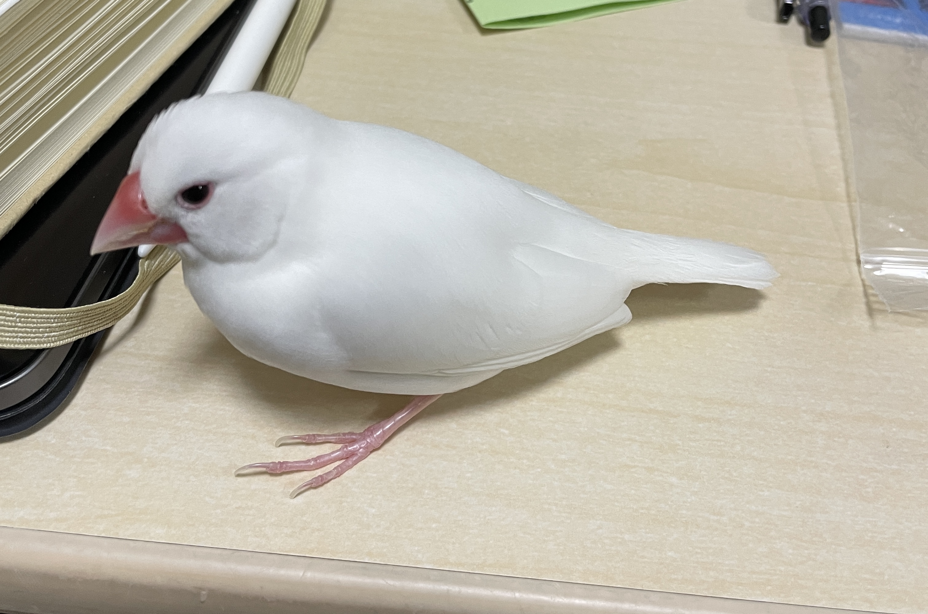 1781231965-IMG_5776.jpeg
