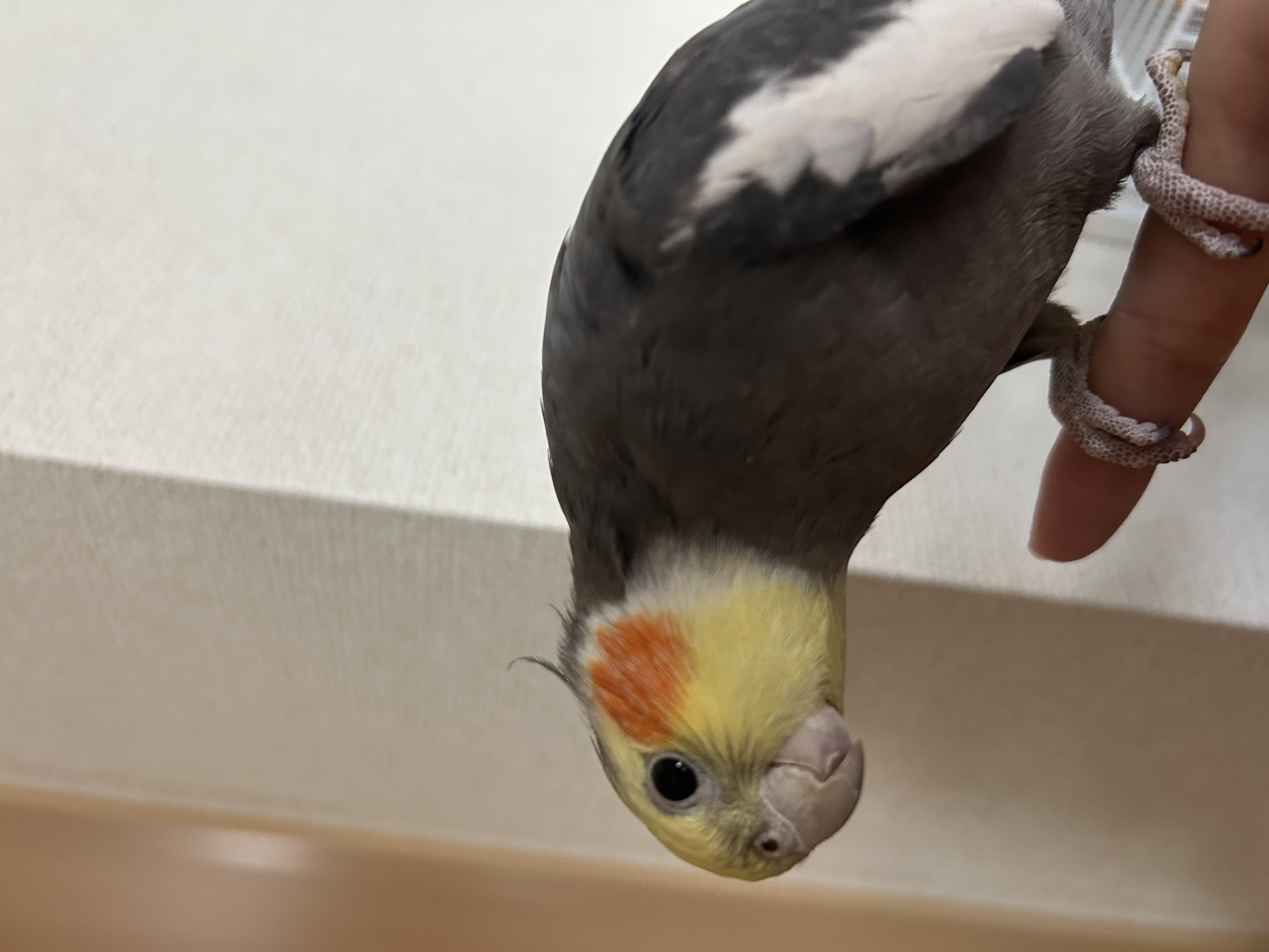 1781256447-IMG_9174.jpeg