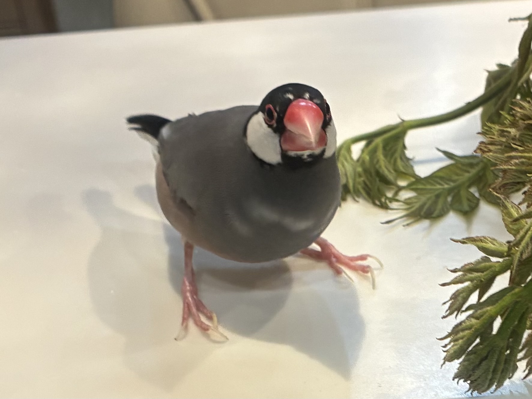 1781259381-IMG_0878.jpeg