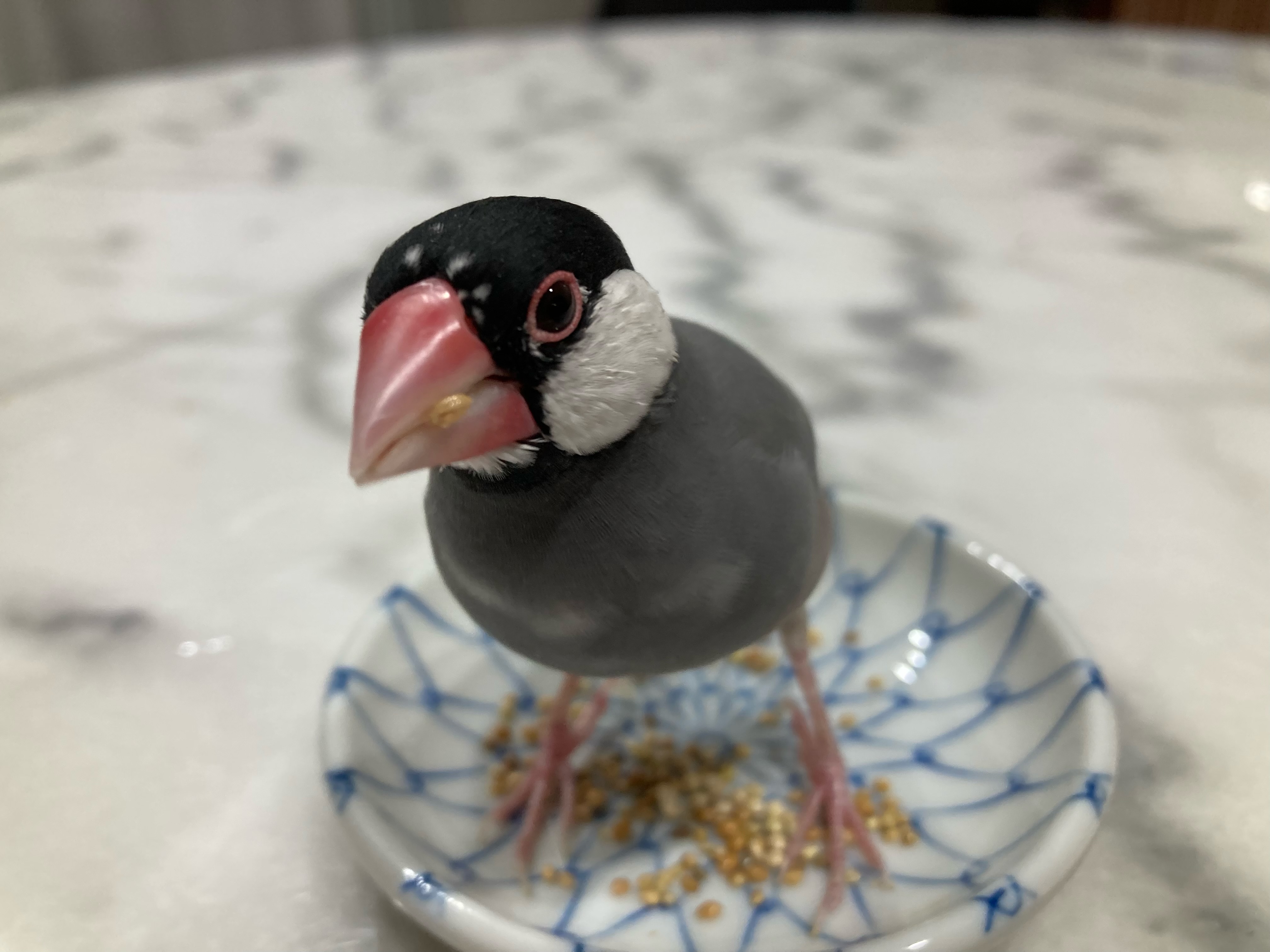 1781259381-IMG_6889.jpeg